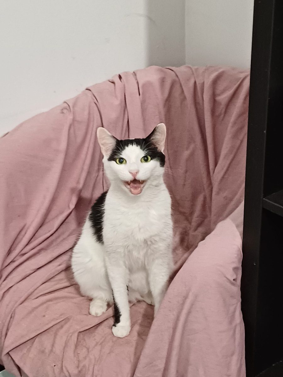 Oreo