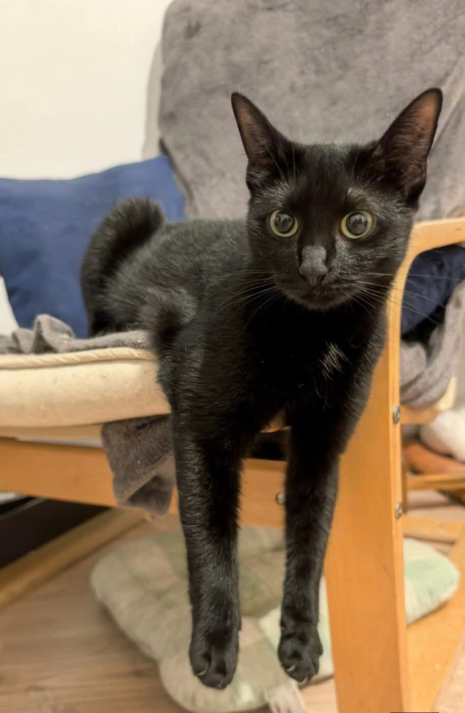 Willow