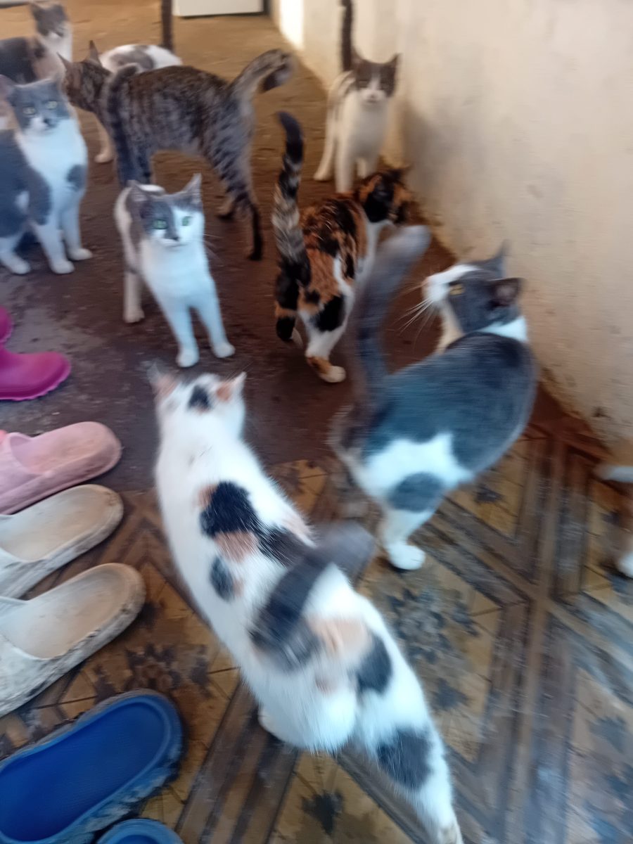 Donez 5 pisici de 7 luni unor familii iubitoare