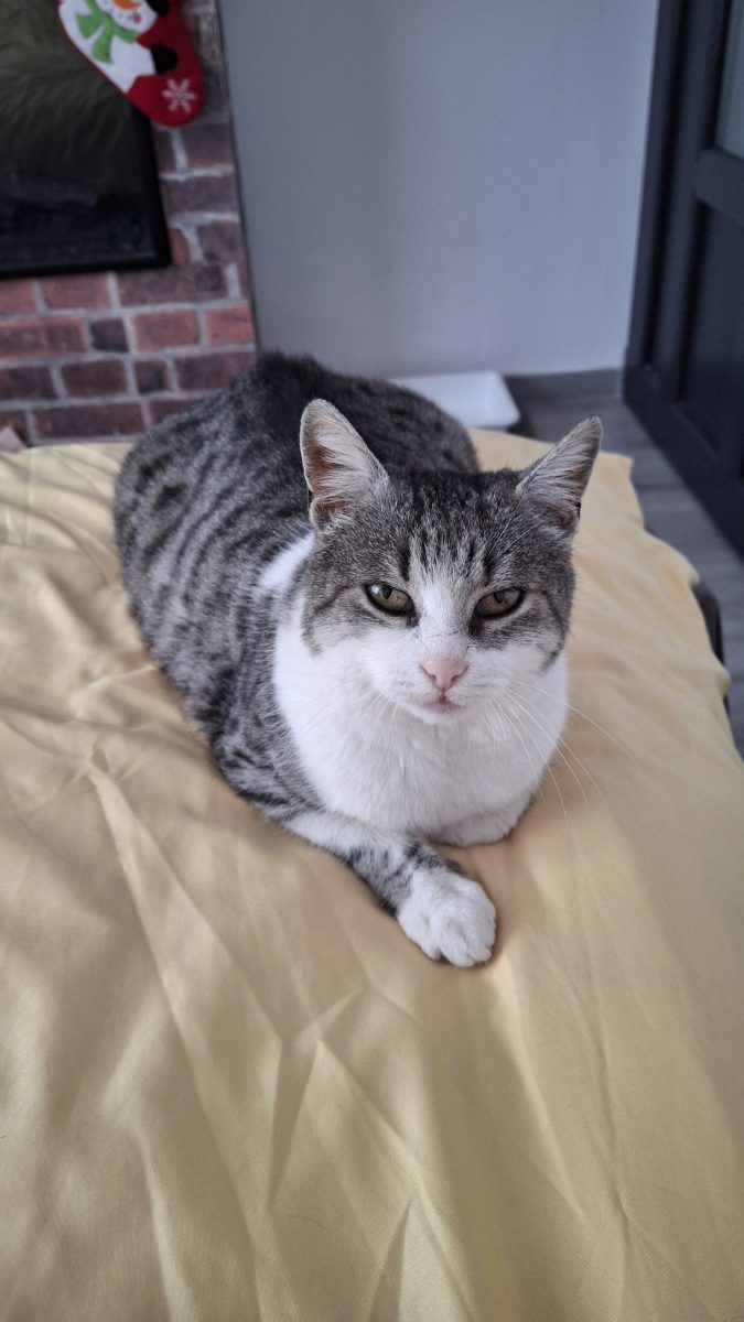 Pisica pentru adoptie
