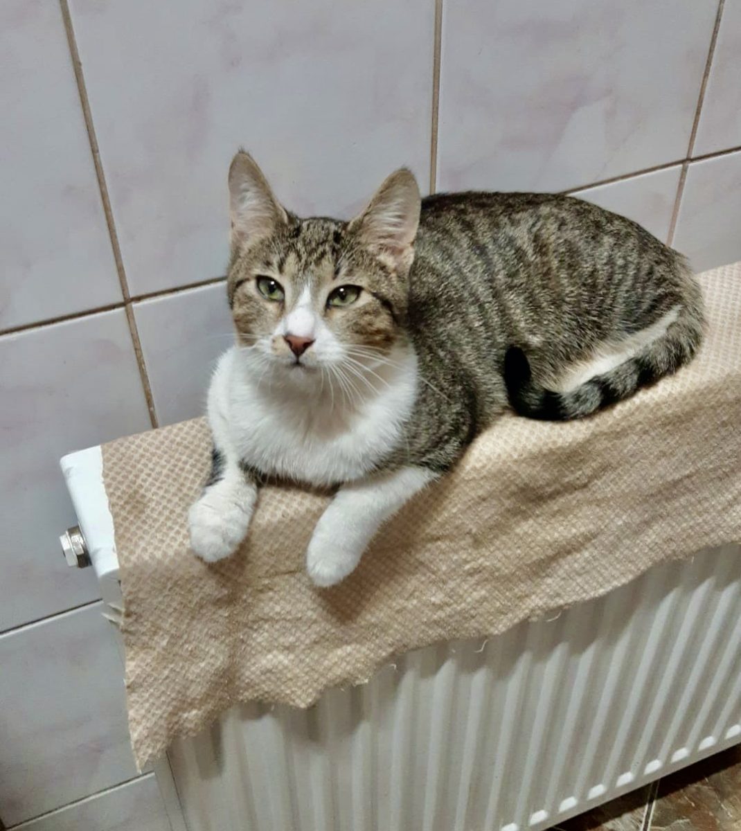 Micu pentru adoptie