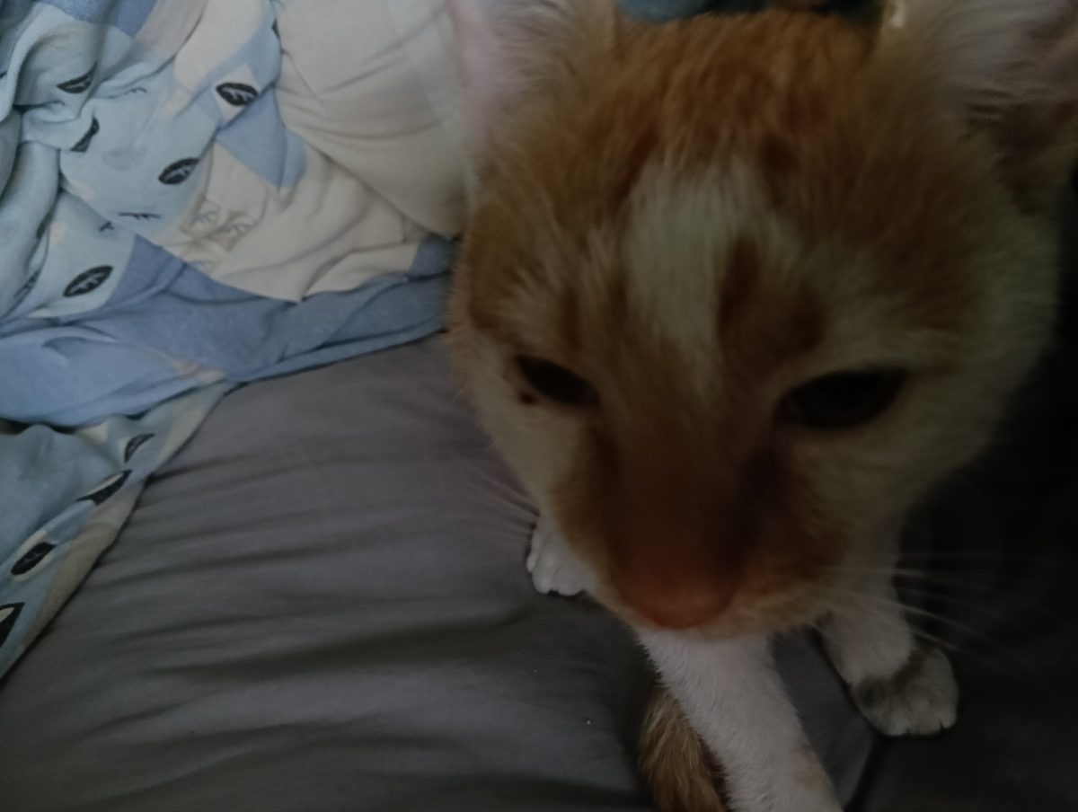 Adopție 2