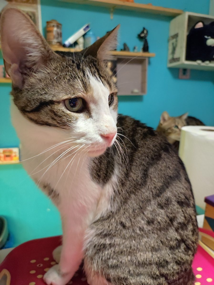 Adopții pisici