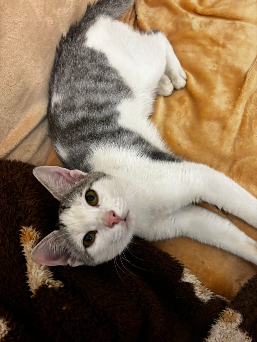 Adopții pisici