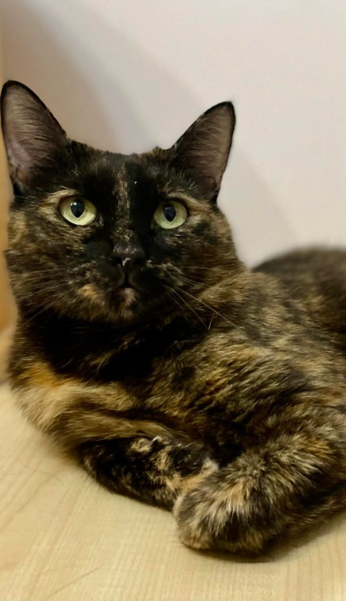 Adopții pisici