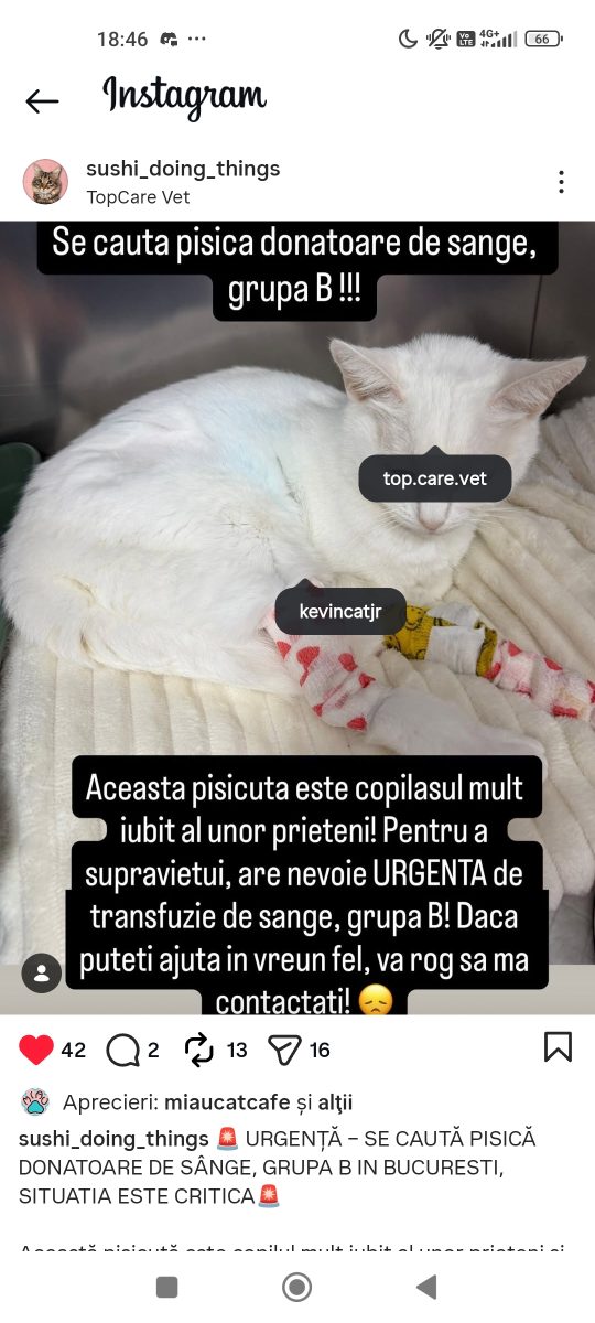 Donații pisici