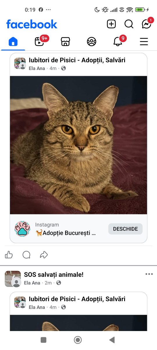 Adopții pisici