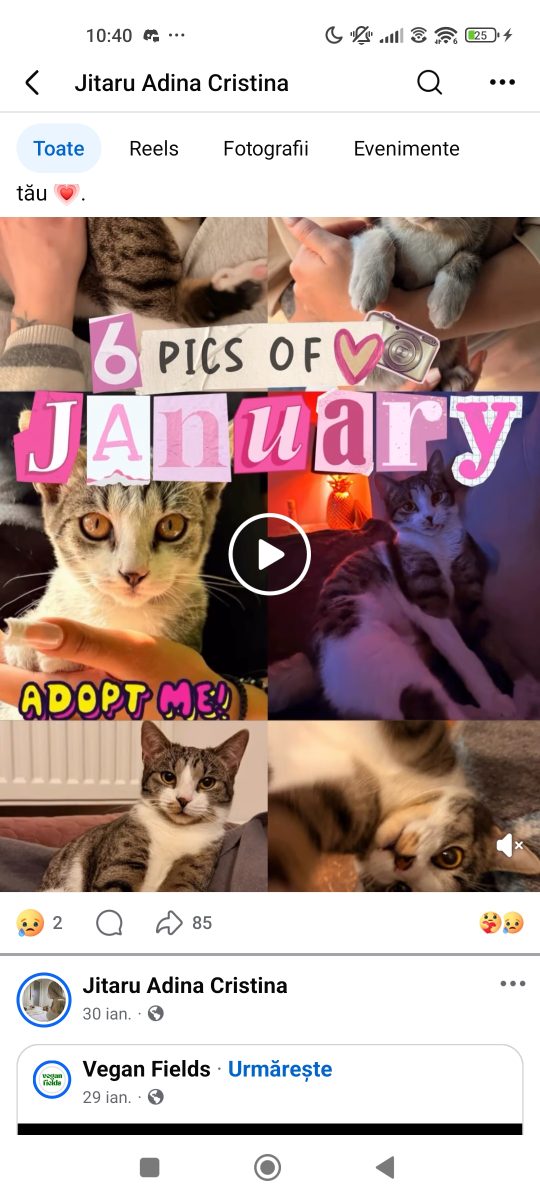 Adopții pisici