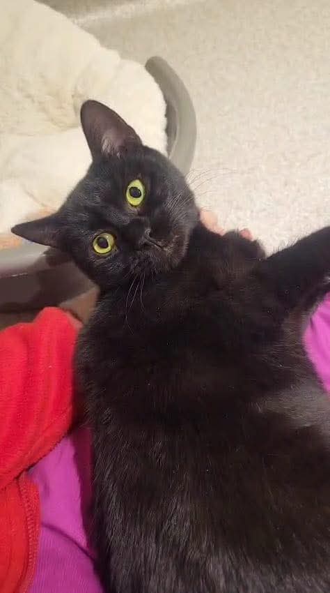 Adopții pisici