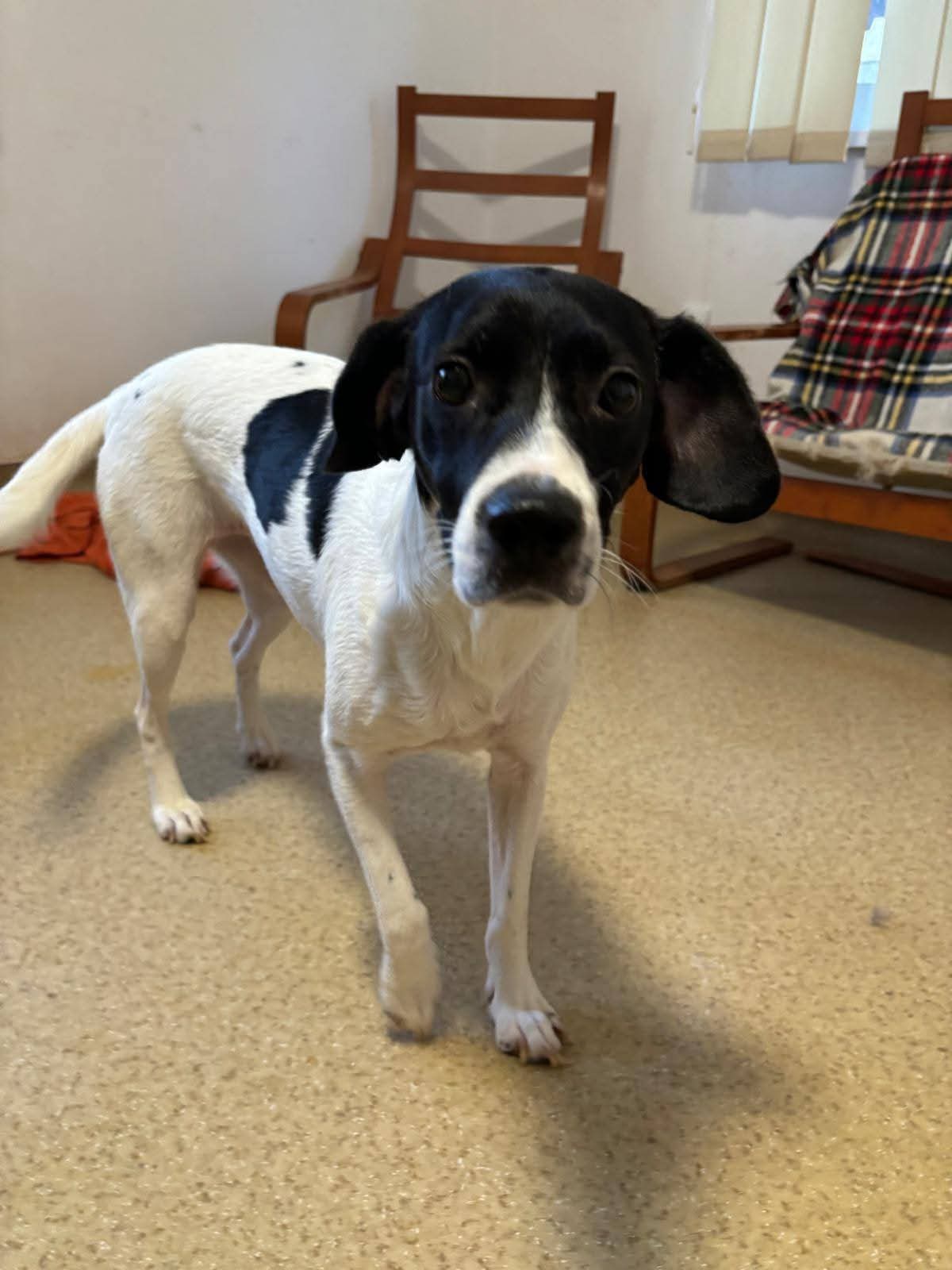 Adopții caini