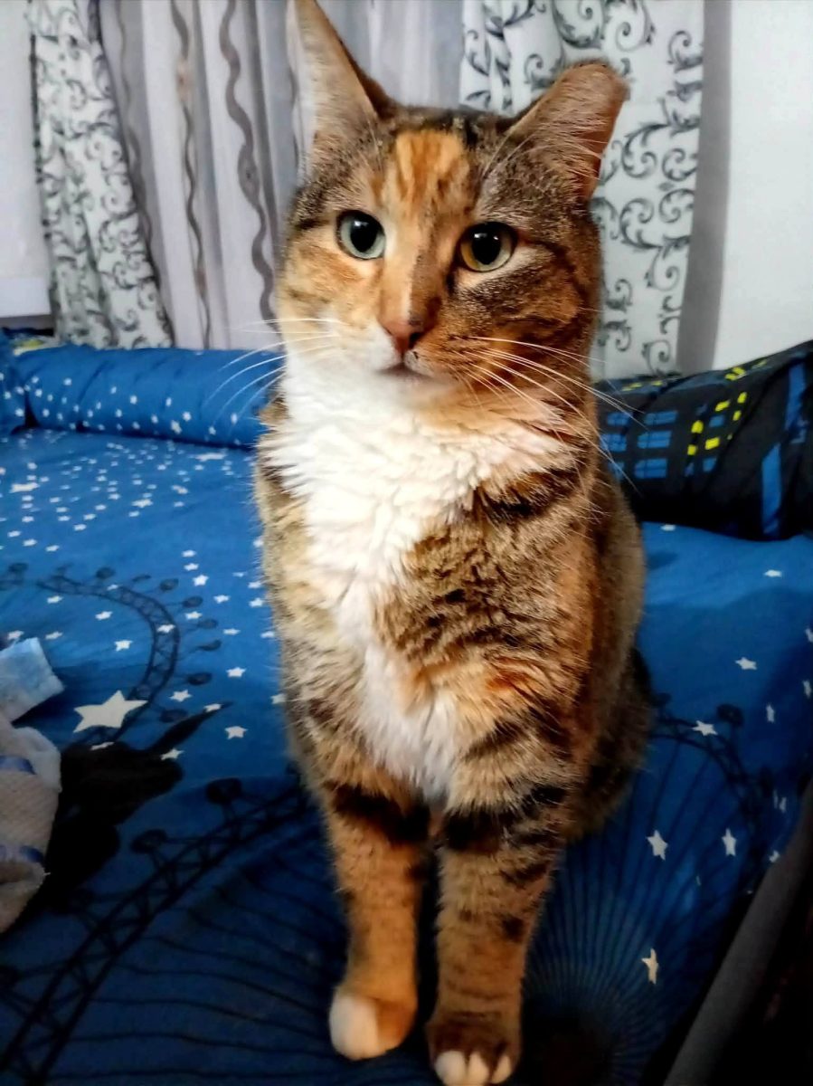 Adopții pisici