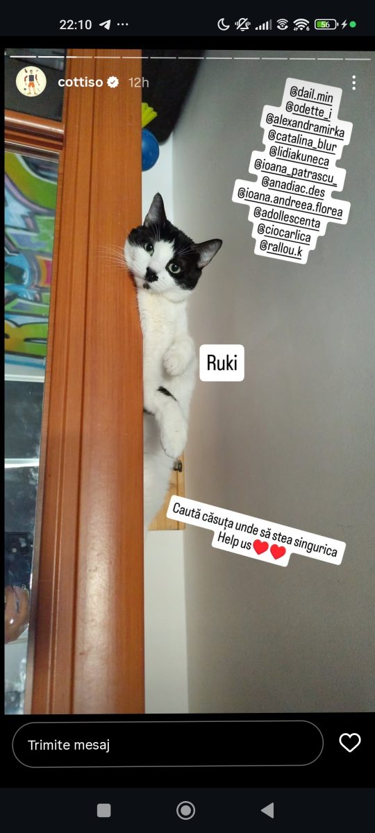 Adopții pisici