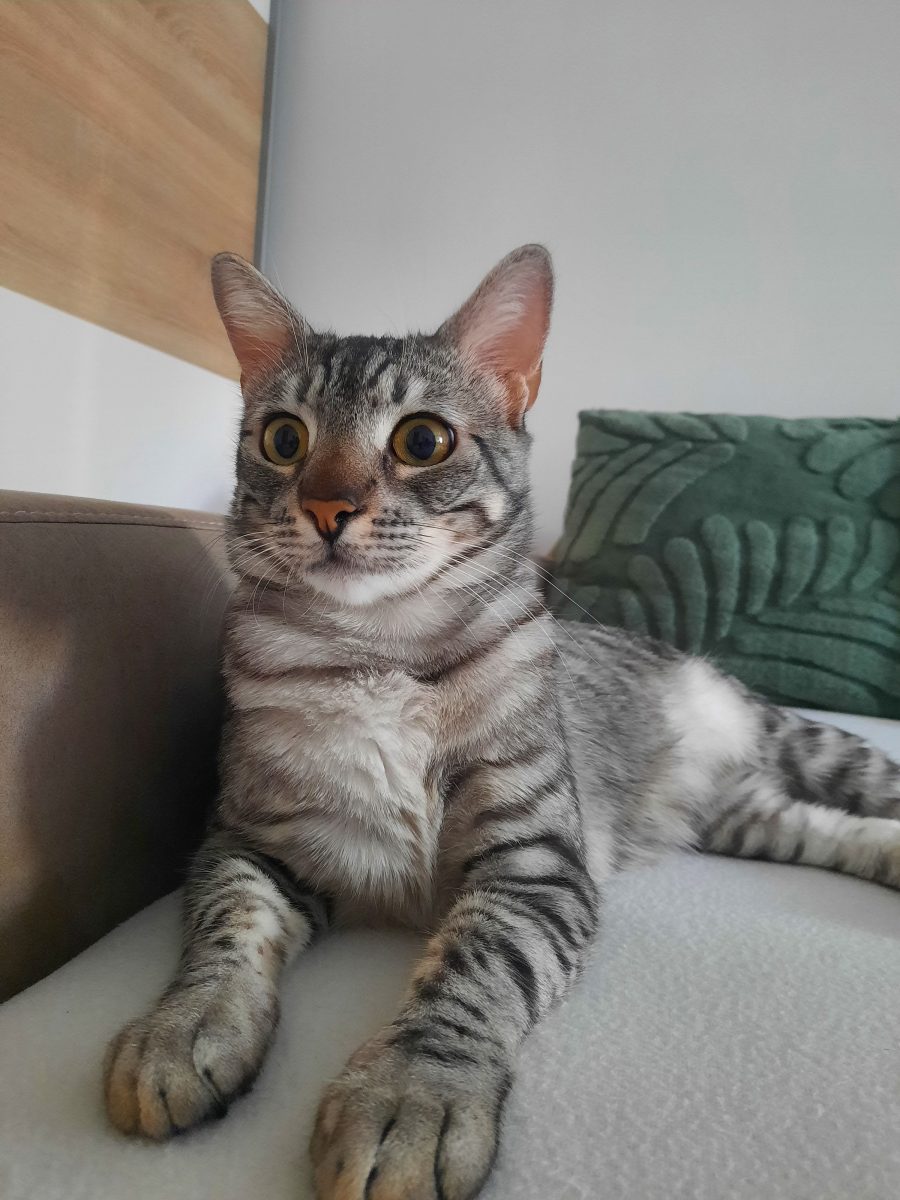 Ochișor motanel pt adopție responsabila București