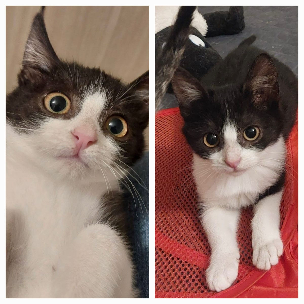 Mina are nevoie de adoptie