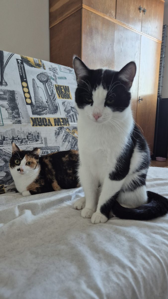 Felix cauta familie