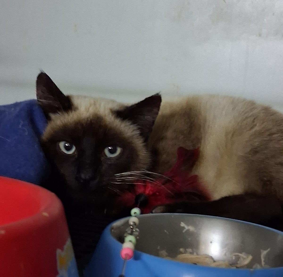 Smokey pentru adopție responsabilă în București