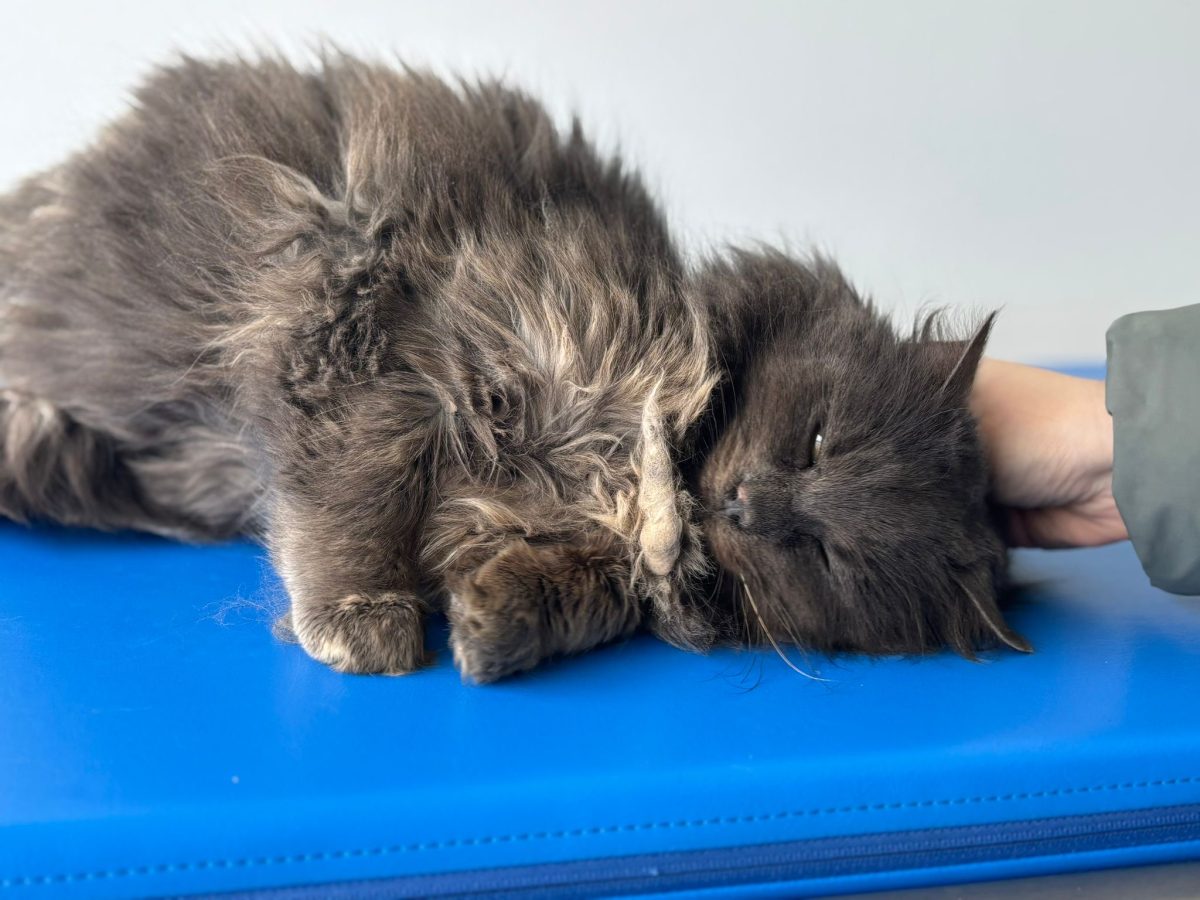 Pisicuta spre adoptie