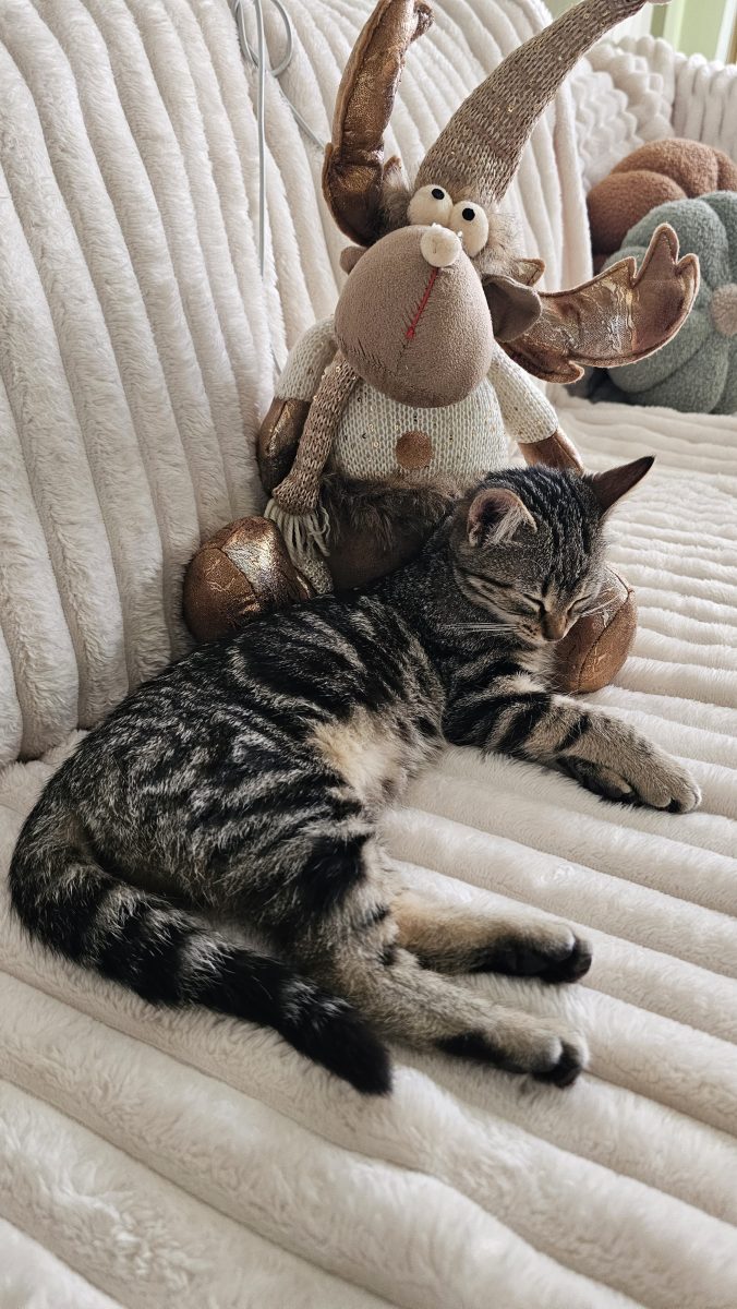 Pisicuță pentru adoptie