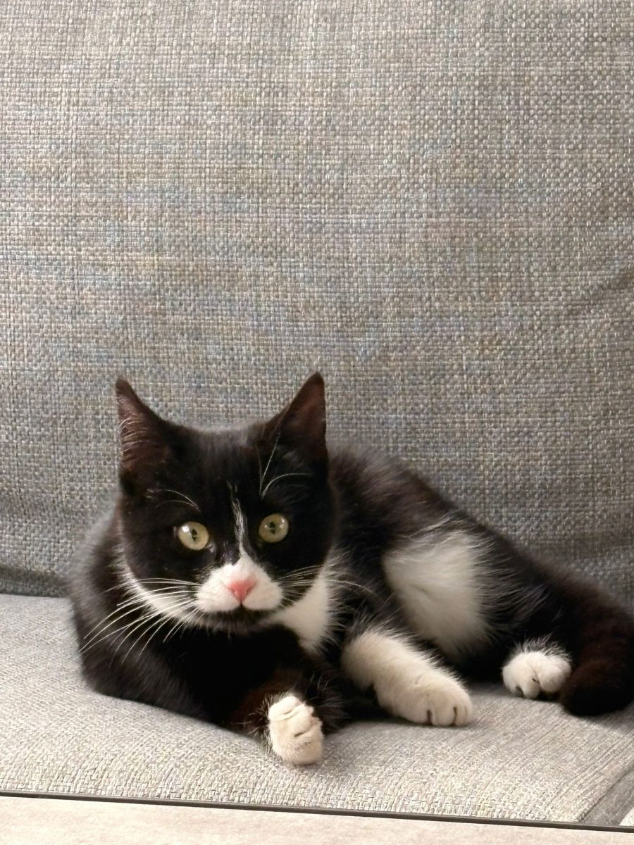 Adopție pisică maidaneză