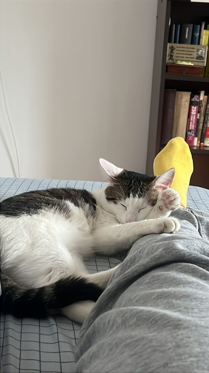 Motan tânăr de 1 an – blând, jucăuș și gata de o casă iubitoare! 🐱❤️ (București)