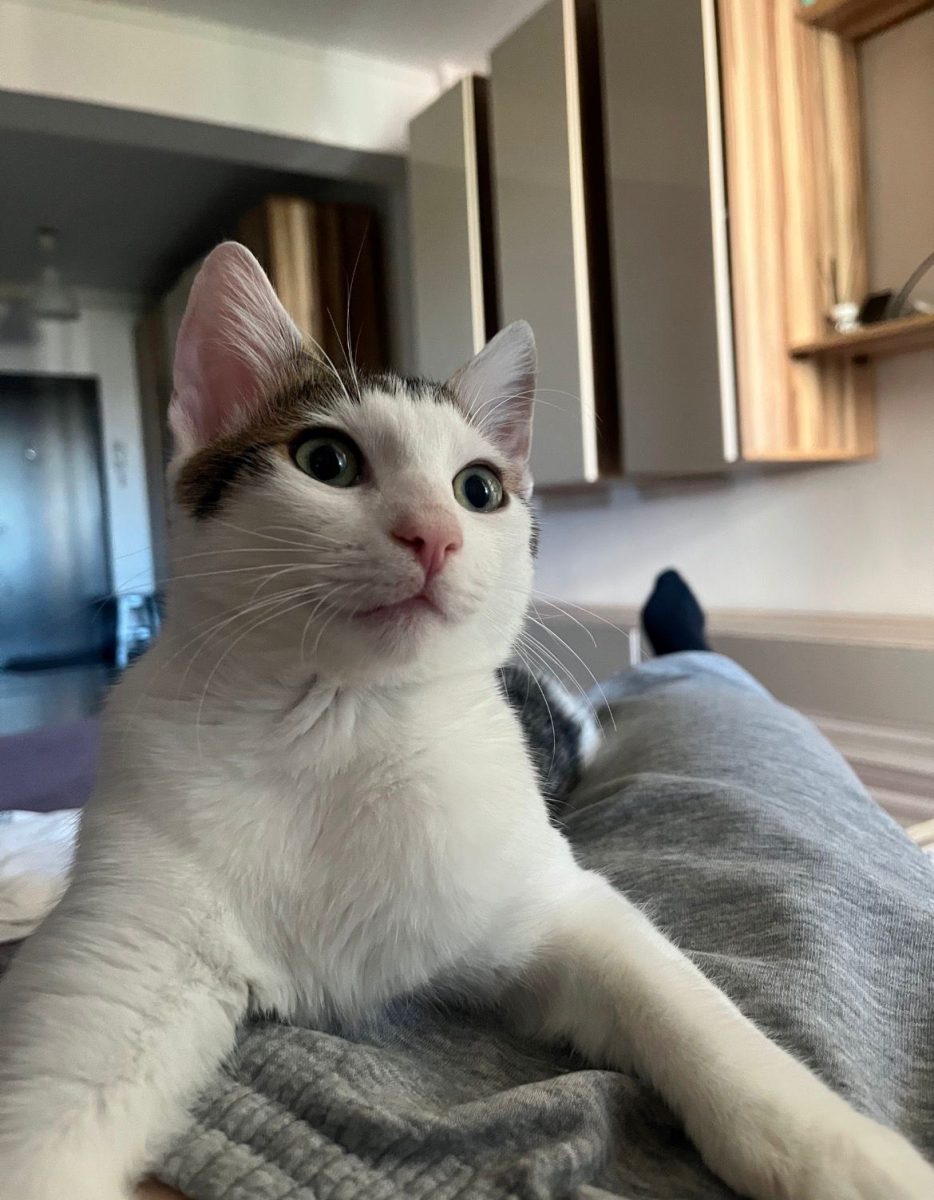Motan tânăr de 1 an – blând, jucăuș și gata de o casă iubitoare! 🐱❤️ (București)