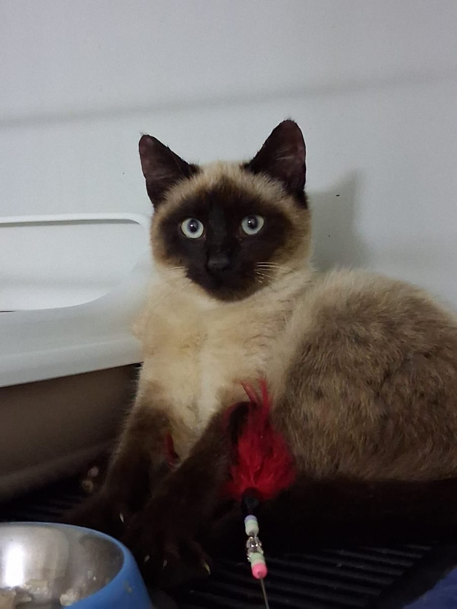 Smokey pentru adopție responsabilă în București