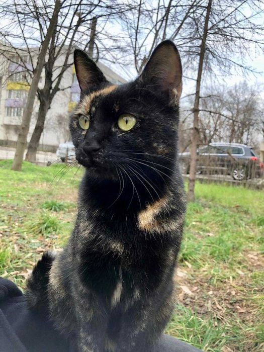 Tortie, bijuteria coroanei❤️