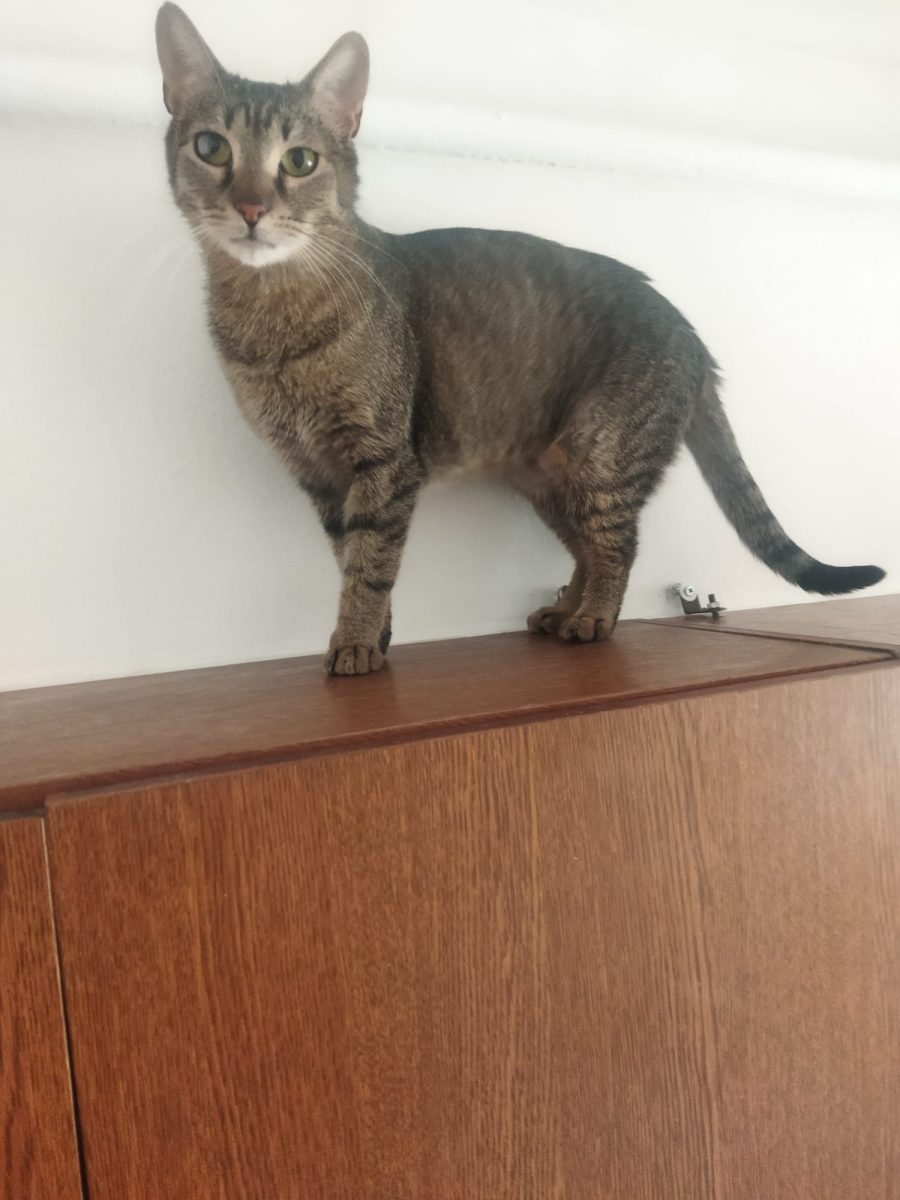 Piperus pentru adopție responsabilă în București