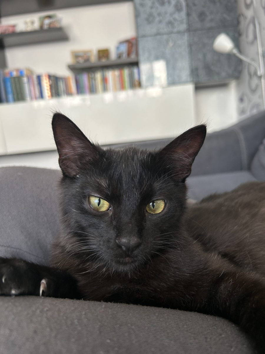 Freddie, motănel iubitor și sociabil✨