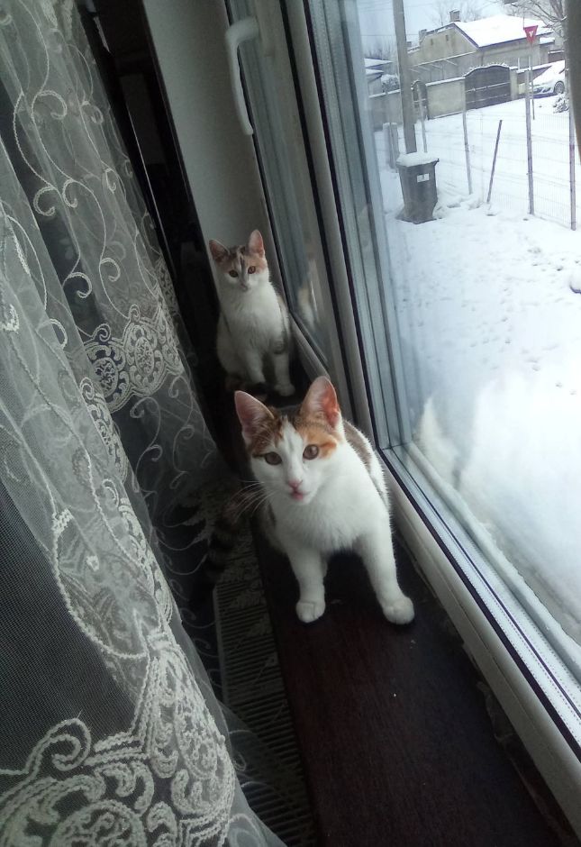 “Dau in adoptie 🐱 *Două pisicuțe drăguțe caută casă nouă! 🐾💖* ✨ Leo este fetiță  și Bibica au 5 luni, sunt jucăușe, prietenoase și super afectuoase 🐱💕. ✨ Sunt deparazitate, extern se adaptează ușor 🐾🏠. ✨ Le place să se joace, să mângâie și face gogoși 🐱😸. ✨ #PisicuțeDeAdoptat #AdoptăNuCumpăra”