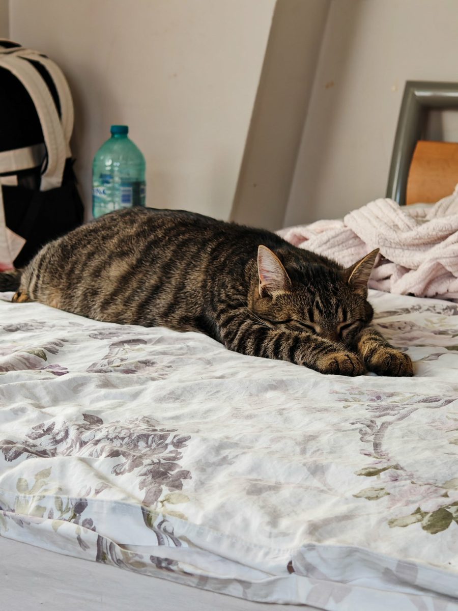 2 motani spre adopție responsabilă