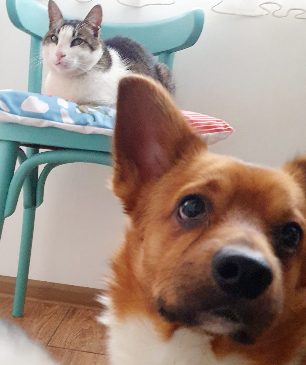 Adopta pisica perfecta ❤️🐱❤️