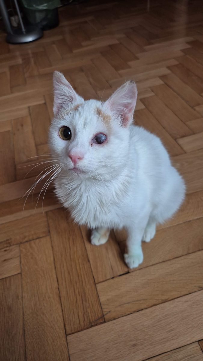 Elsa isi cauta casuta🥰