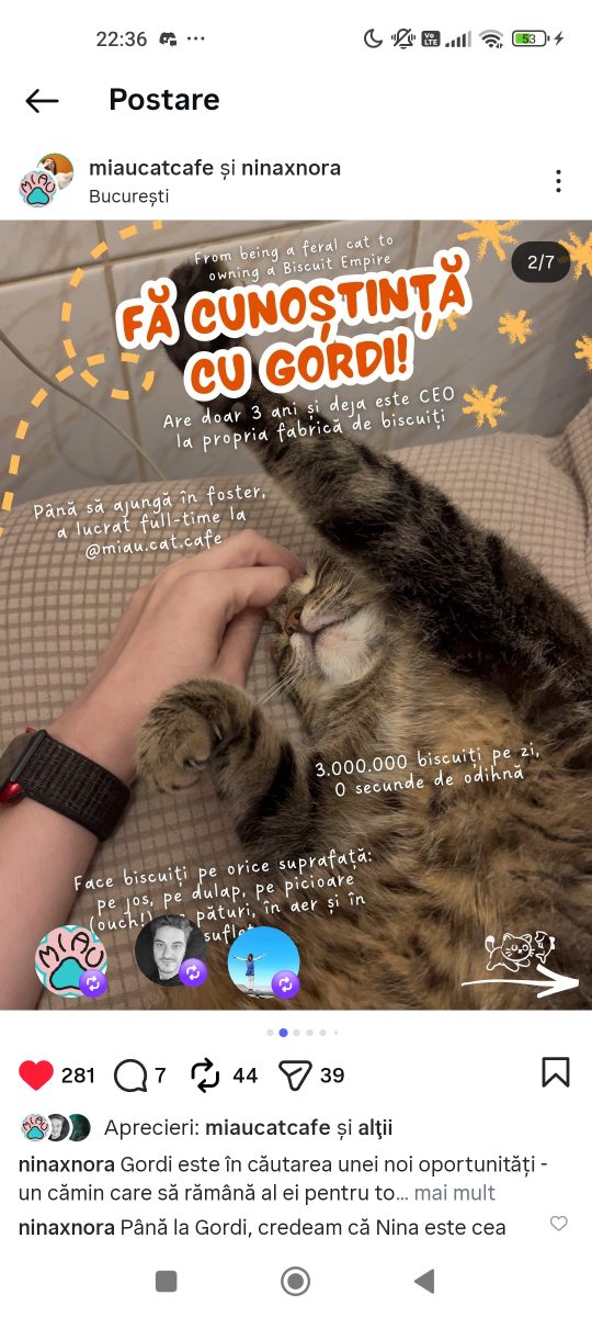 Adopții pisici