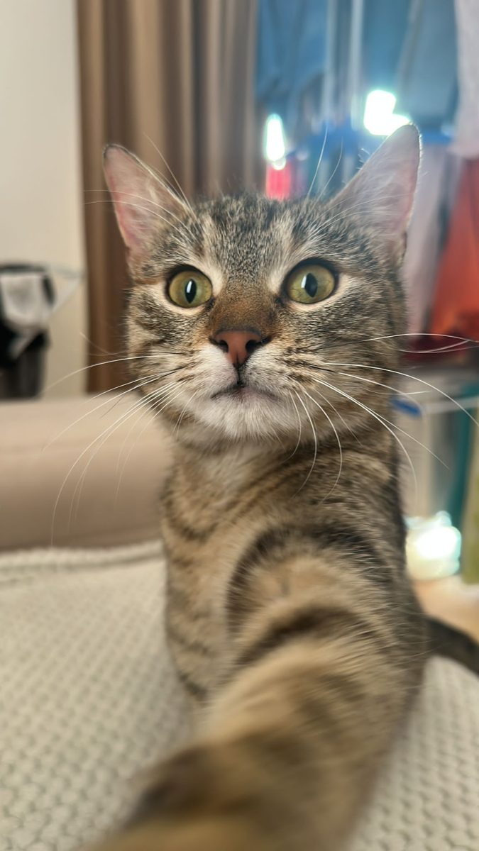 Sparkles o să-ți intre imediat în suflet. Adopt-o!