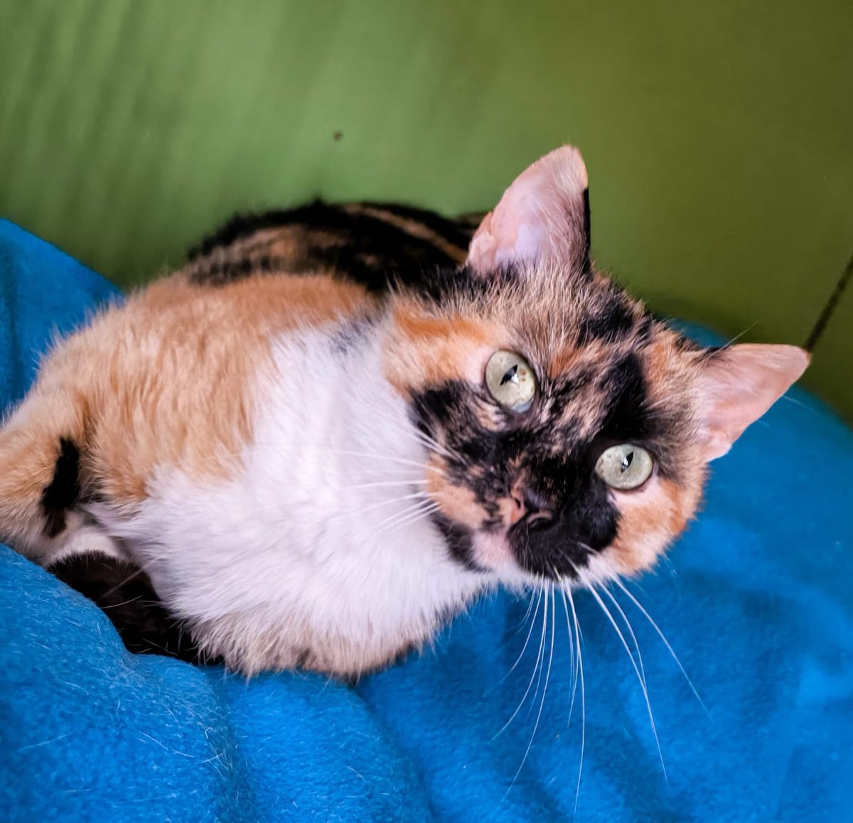 Spice Latte o să te cucerească instant. Adopt-o!
