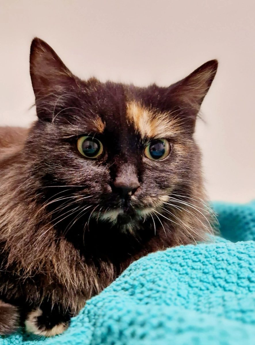 Yoko, cea mai frumoasa pisicuta calico in cautarea unei familii