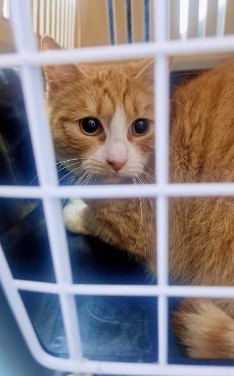 Sushy, pisicuta portocalie superba pentru adopție responsabila