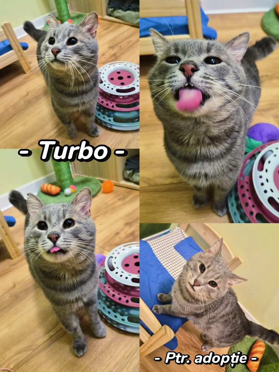 Motanul Lipicios Turbo