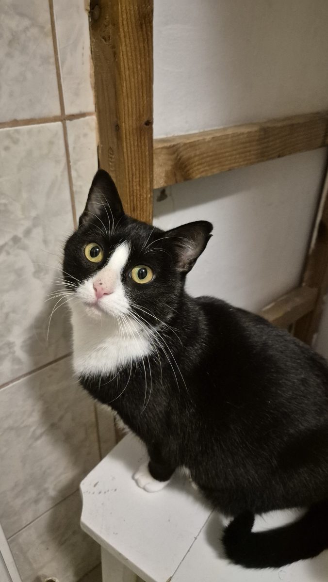 Feli