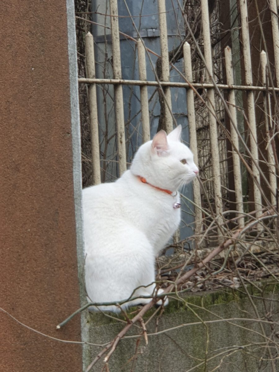 Pisică albă, cu zgardă cu clopoțel la gât, posibil pierdută