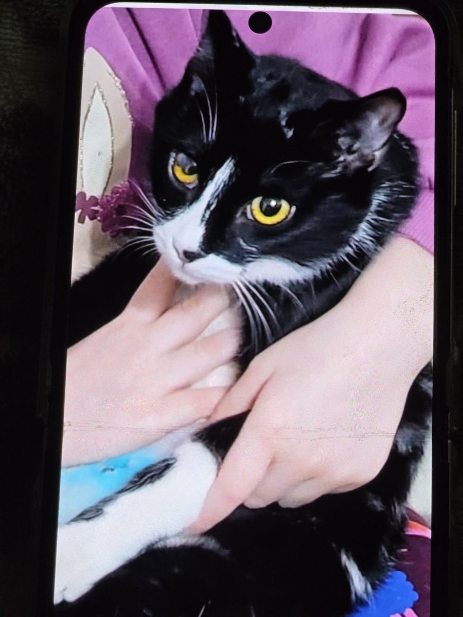 Adopt-o pe Mia,blândețe, tors si iubire garantata!