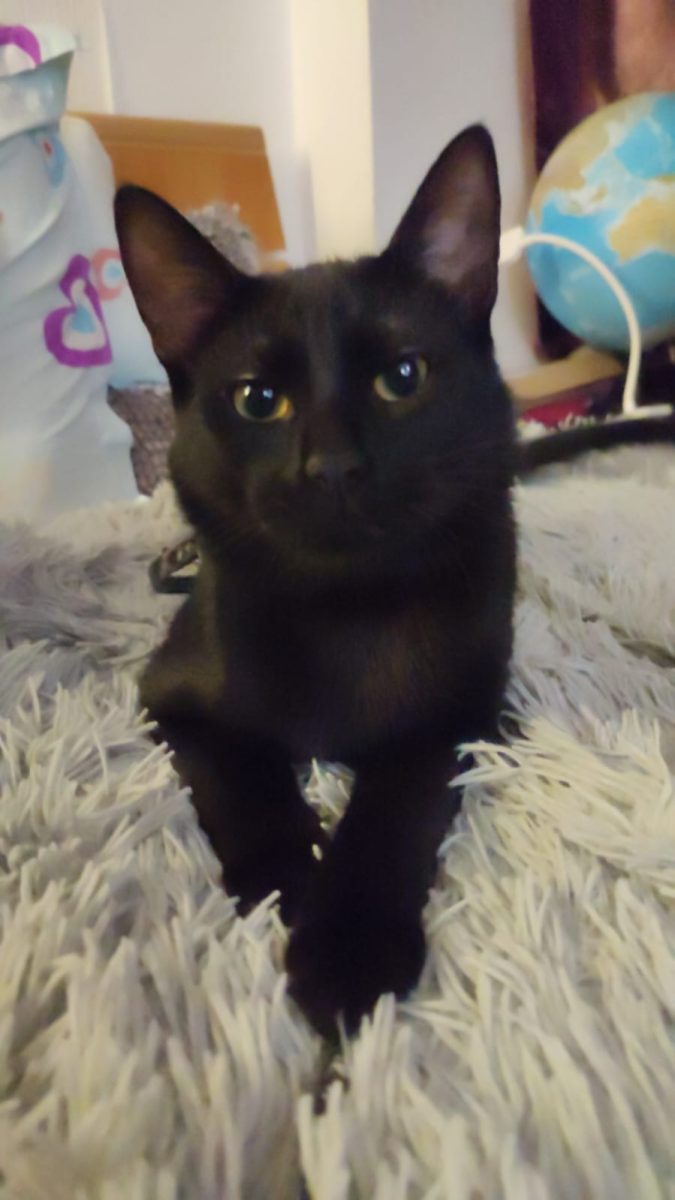 Simba, un bulgaras plin de iubire