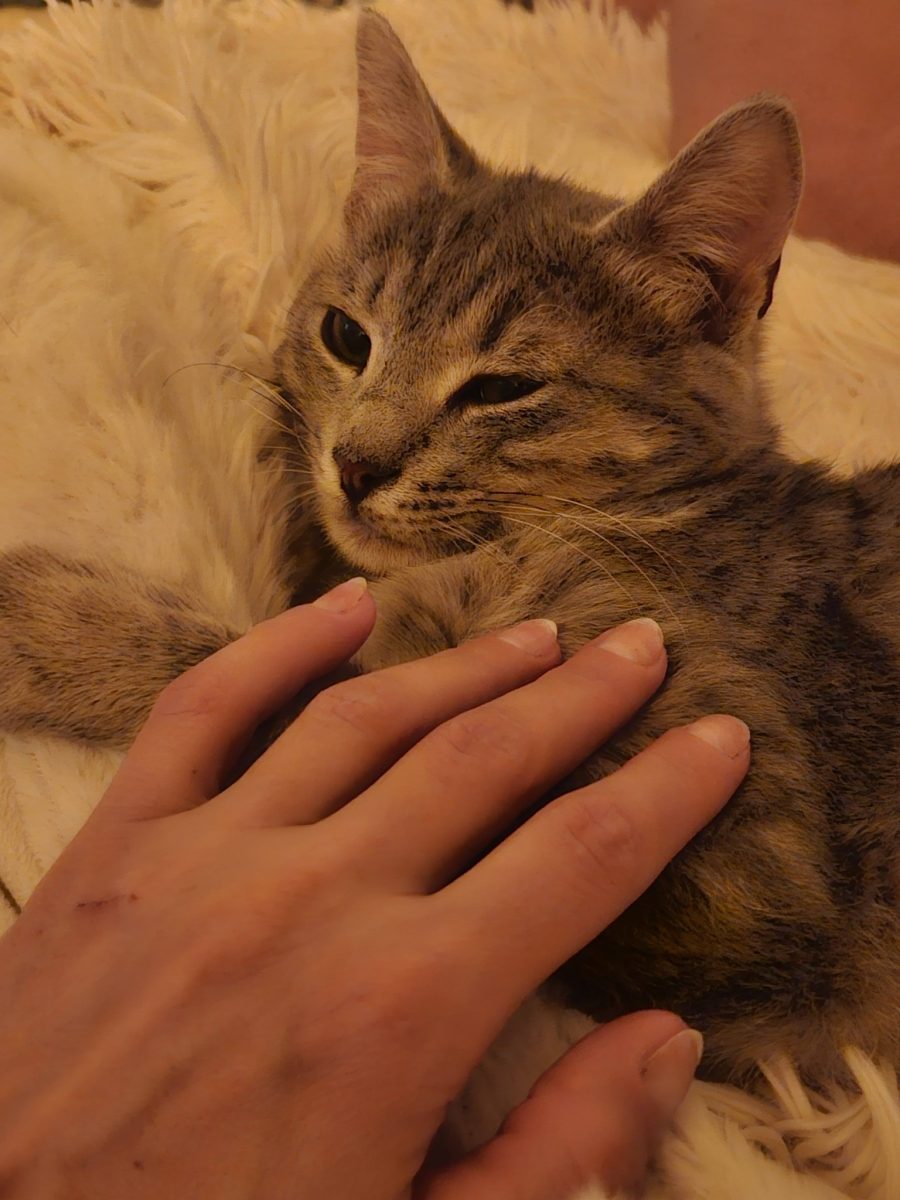Adoptie responsabila Bucuresti si imprejurimi (doar cu contract de adoptie)