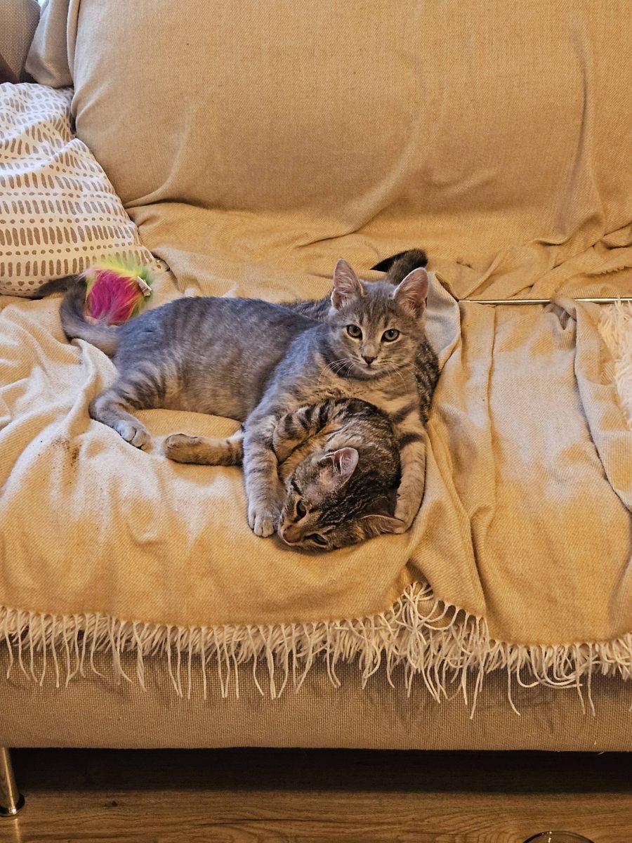 Doi motanei adorabili isi cauta casuta lor pentru totdeauna – Contract de adoptie