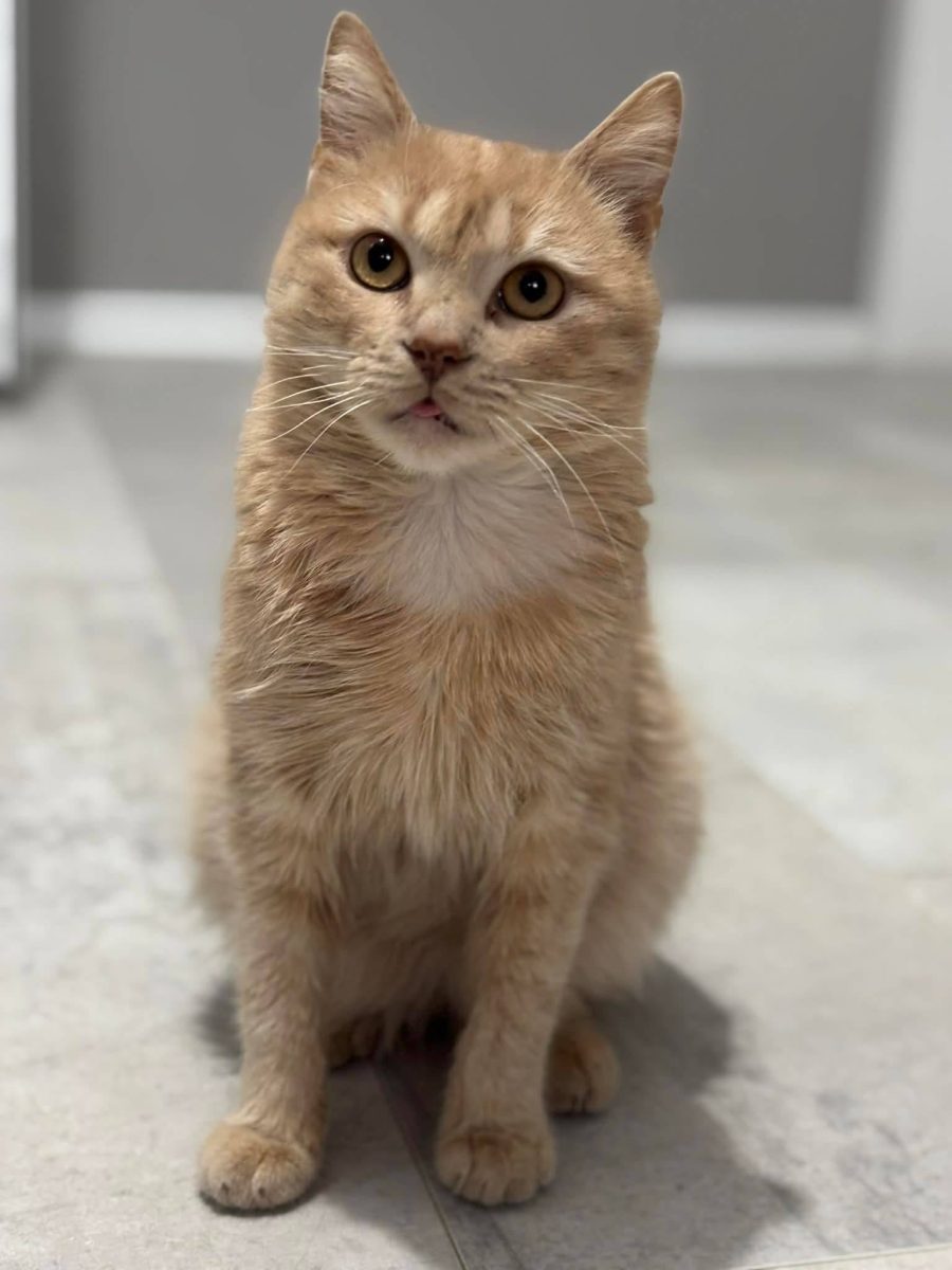 Pixie – sansa la o noua viata