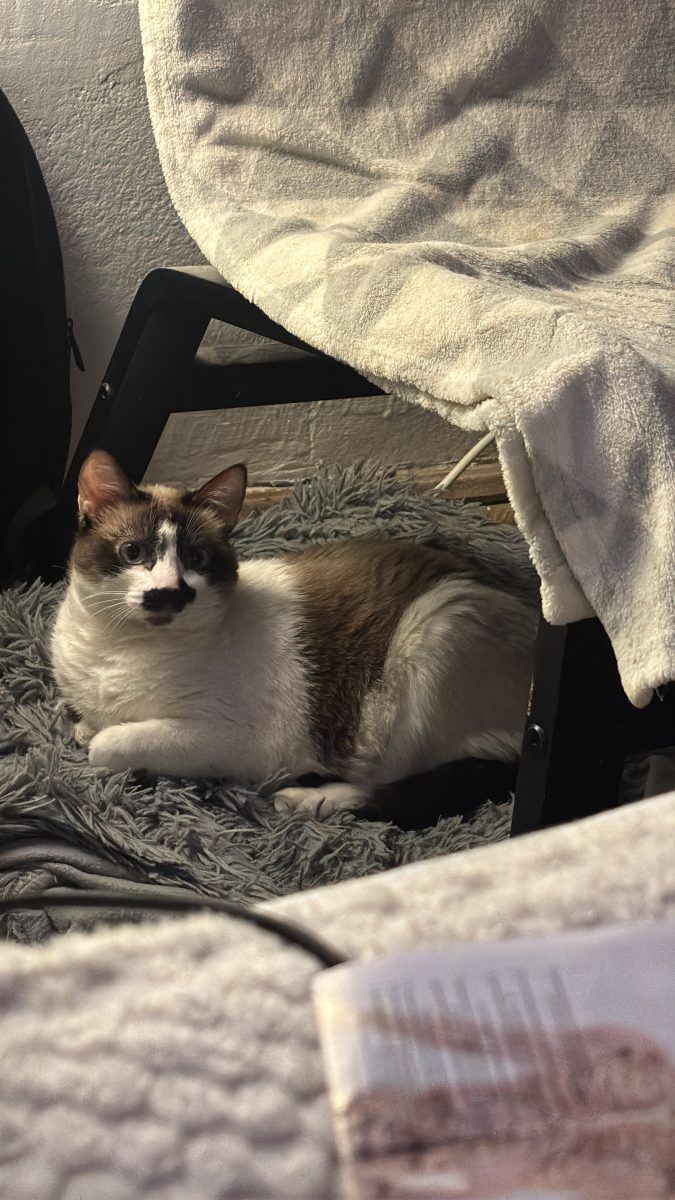 Luna metis ragdoll