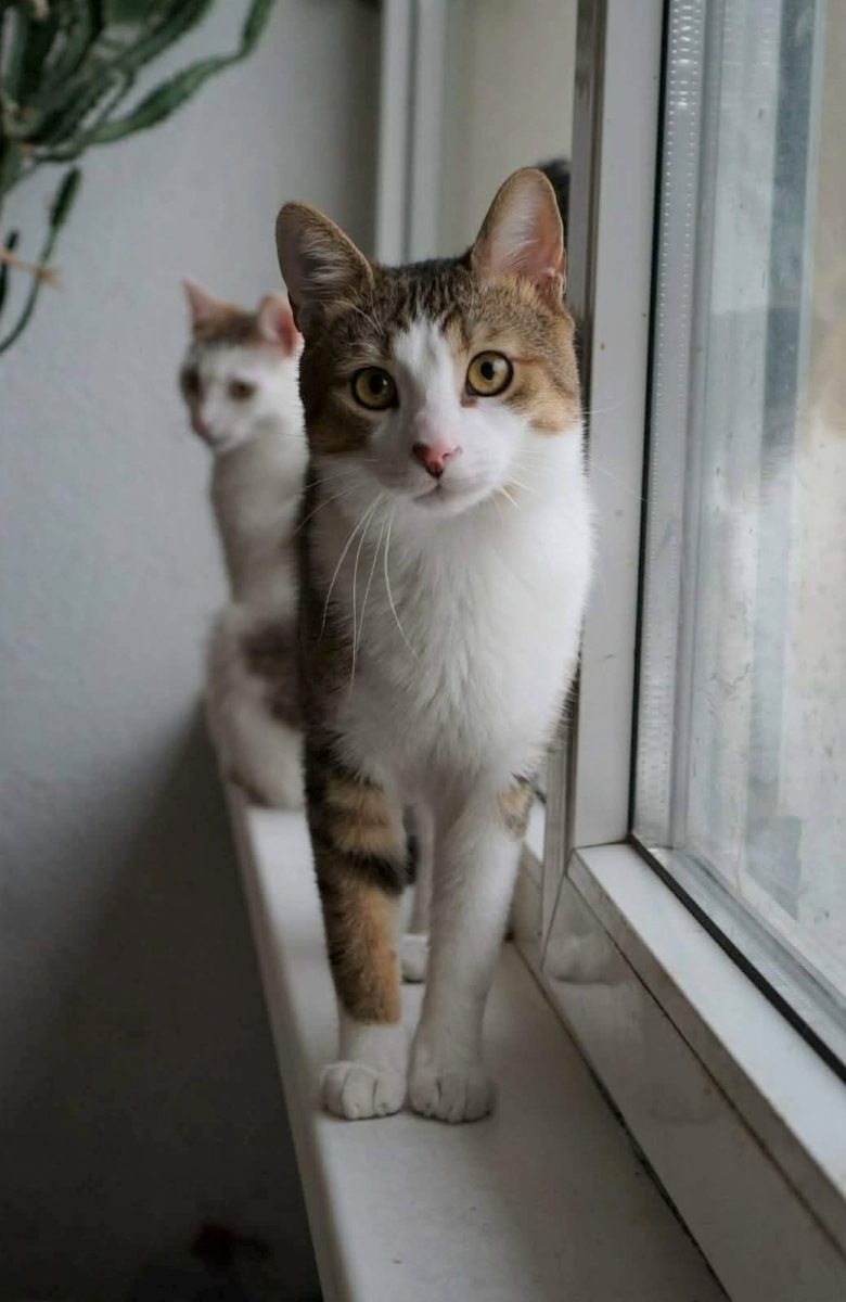 Dobby, genul de baiat bun, prieten cu toata lumea