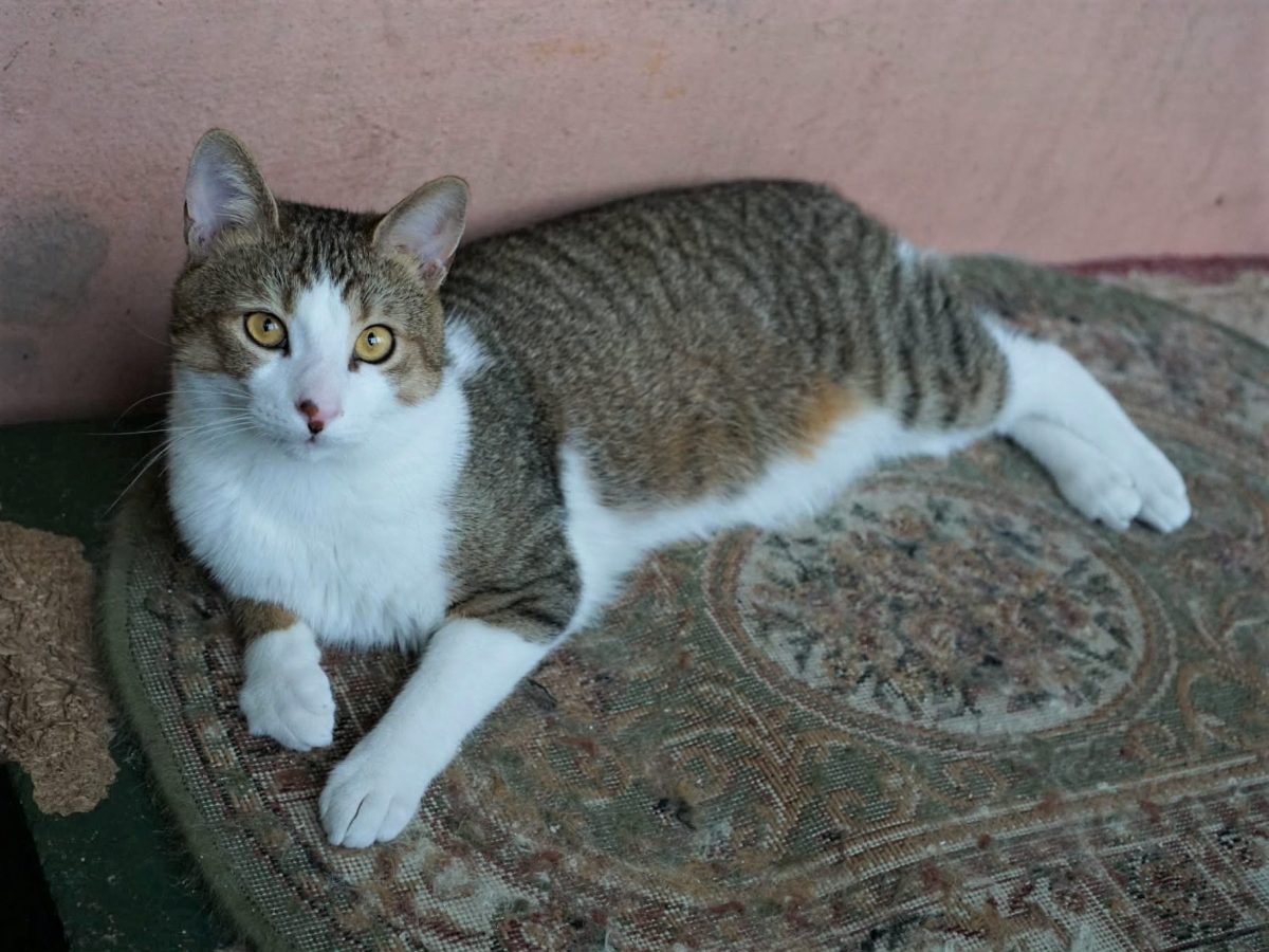 Dobby, genul de baiat bun, prieten cu toata lumea