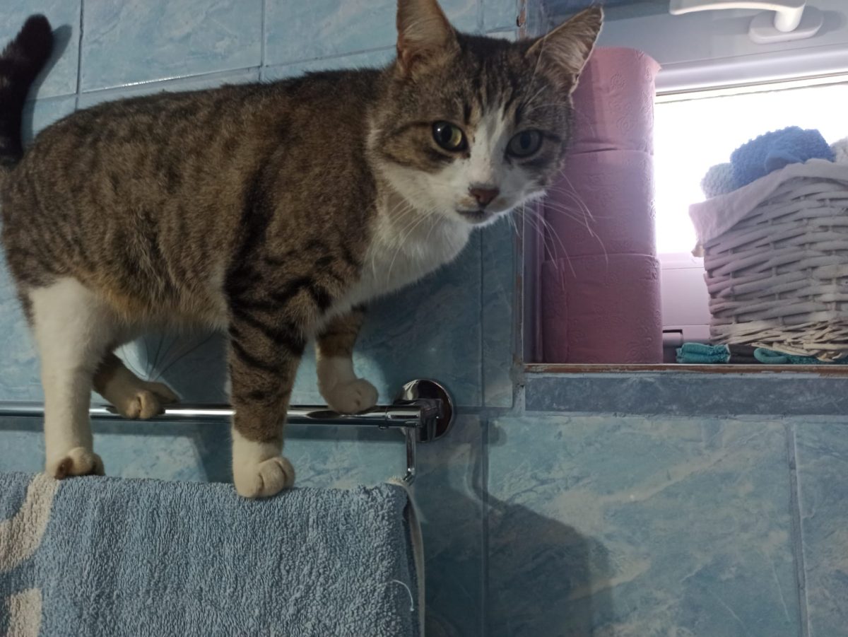 Hayo pentru adopție responsabilă în București